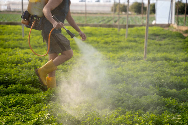 Best Local Pest Control Services  in Pipestone, MN
