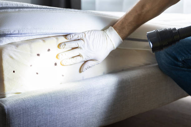 Best Commercial Pest Control Services  in Pipestone, MN