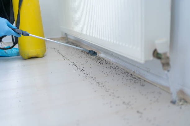 Best Flea Control Services  in Pipestone, MN